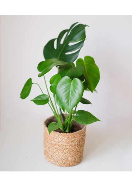 Deve Tabanı Çiçeği 35- 40 cm Monstera Ev Ofis Salon Bitkisi Airfresh