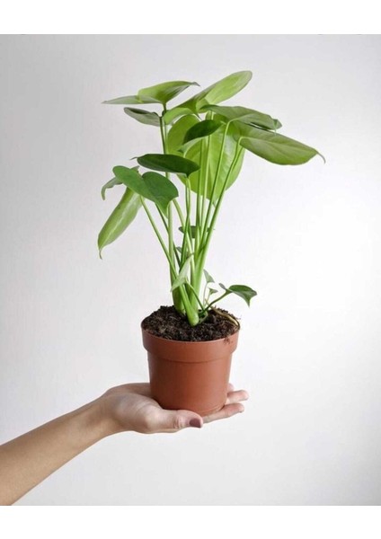 Deve Tabanı Çiçeği 35- 40 cm Monstera Ev Ofis Salon Bitkisi Airfresh fiyatları