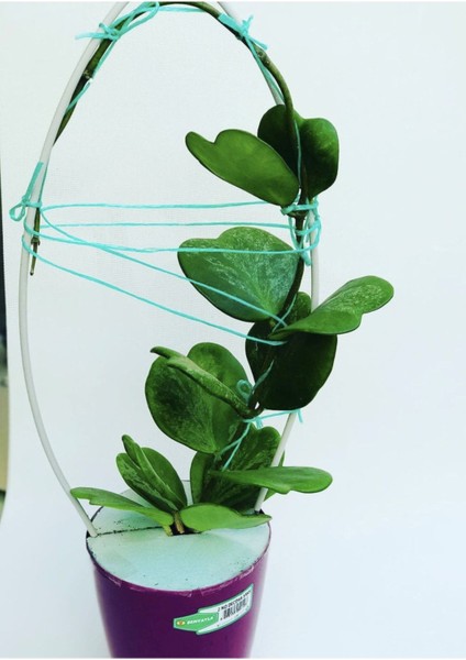 Hoya Kerri 50-60 cm Kalp Yapraklı Kokulu Mum Çiçeği Bitkisi Sevgi Çiçeği Dekoratif Saksılı modelleri