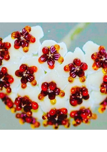 Hoya Kerri 50-70 cm Büyüyen Kalp Yapraklı Kokulu Mum Çiçeği Bitkisi Özel Tür Sevgi Çiçeği Koleksiyo