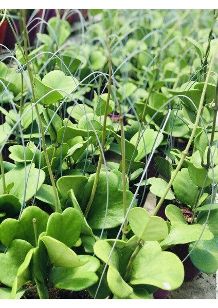 Hoya Kerri 50-70 cm Büyüyen Kalp Yapraklı Kokulu Mum Çiçeği Bitkisi Özel Tür Sevgi Çiçeği Koleksiyo fiyatları