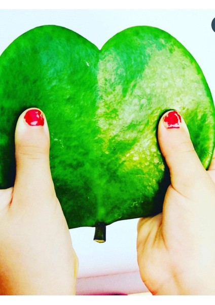 Hoya Kerri 50-70 cm Büyüyen Kalp Yapraklı Kokulu Mum Çiçeği Bitkisi Özel Tür Sevgi Çiçeği Koleksiyo modelleri