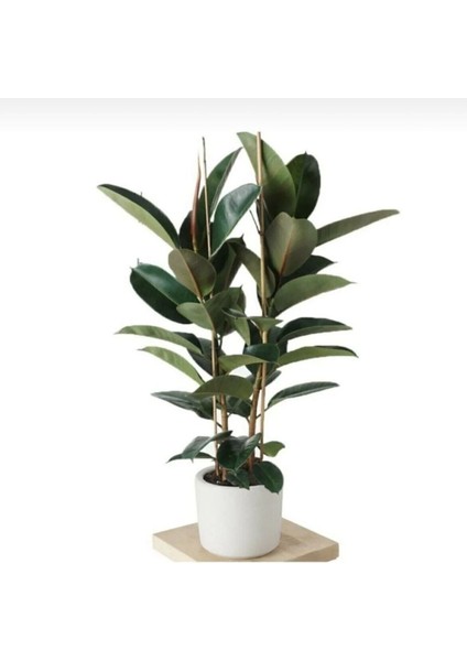 Kauçuk Çiçeği Tek Gövde 80-90 cm Ficus Elastica Özel Kutulu