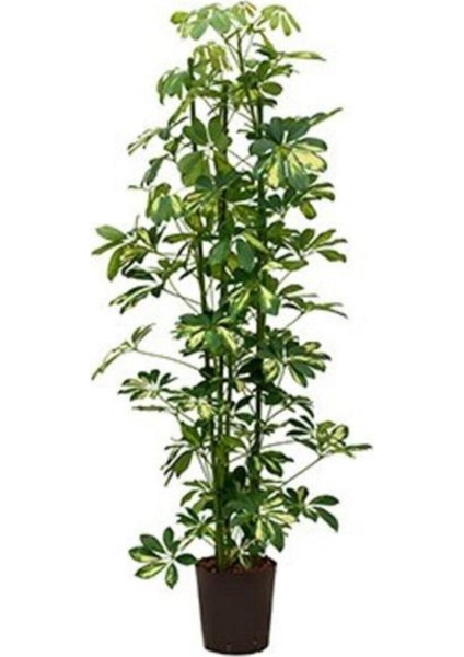 Şeflera Bitkisi 100-110 cm Özel Kutulu Gönderim Schefflera Bitkisi Tek Dal Ev Ofis Salon Bitkisi