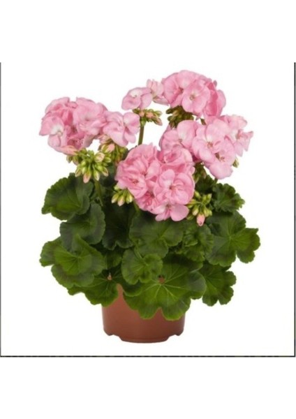 Canlı Saksılı Sardunya Çiçeği Fidanı Pudra Pembe 10-20 cm