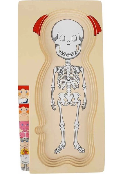 Woody Oyna Öğren Katmanlı Insan Vücudu Ahşap Puzzle 4 x 7 Parça fiyatları