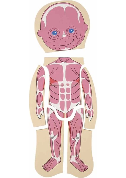 Woody Oyna Öğren Katmanlı Insan Vücudu Ahşap Puzzle 4 x 7 Parça fırsatları