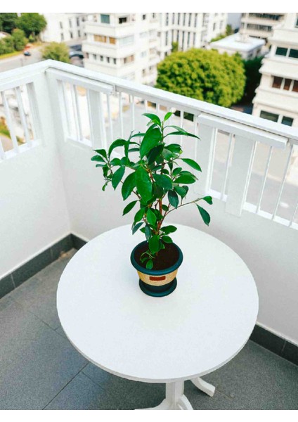 -Dekoratif Saksıda Örgülü Ficus Bonsai Ofis Salon Hediye fiyatları