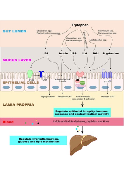 Indole-3-Carbinol 200 mg ,(I3C) Flax Seed Lignan Extract (Linum Usitatissimum) Seed Coat Indol-3-Karbinol modelleri
