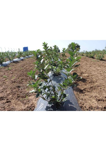 Aronya 2yaş 2 Adet Aşılı Doku Kültürü modelleri