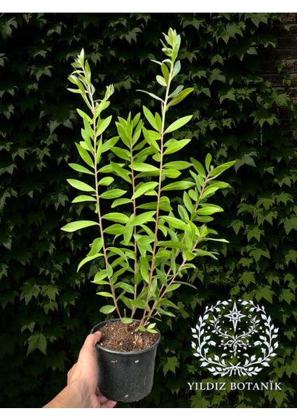Kırmızı Fırça Çalısı Çiçeği Fırça Bitkisi 40-50 cm fiyatları