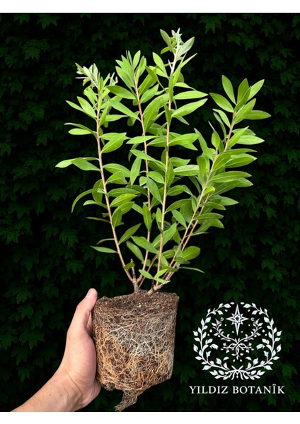 Kırmızı Fırça Çalısı Çiçeği Fırça Bitkisi 40-50 cm fırsatları