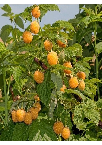 Ahududu Dikensiz Kırmızı+Pembe 2ADET fiyatları