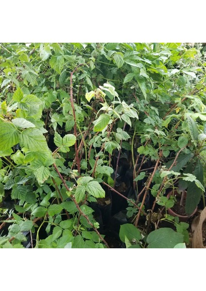 Ahududu Dikensiz Kırmızı+Pembe 2ADET modelleri