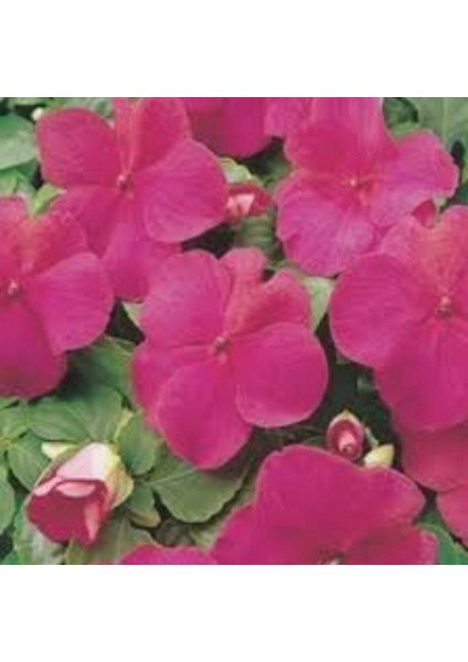 Saksılık Wallerine Carmine Bodur Cam Güzeli Çiçeği Tohumu(20 Tohum) indirimleri