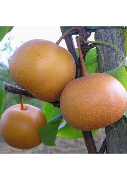 Tüplü Yarı Bodur Atego (Japon) Armut Fidanı