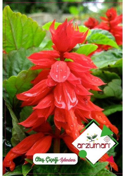 Kırmızı Salvia Ateş Dikeni Çiçeği Tohumu-30 Adet