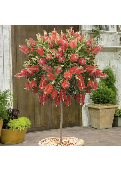 Tüplü Fırça Çalısı (Callistemon Laevis) Fidanı (60-80 Cm)