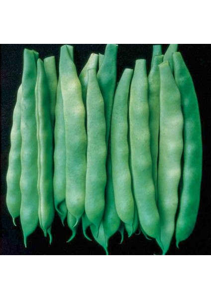 Gina Tipi (Oturak) Taze Fasulye Tohumu-50 Gram (Orjinal Paket)