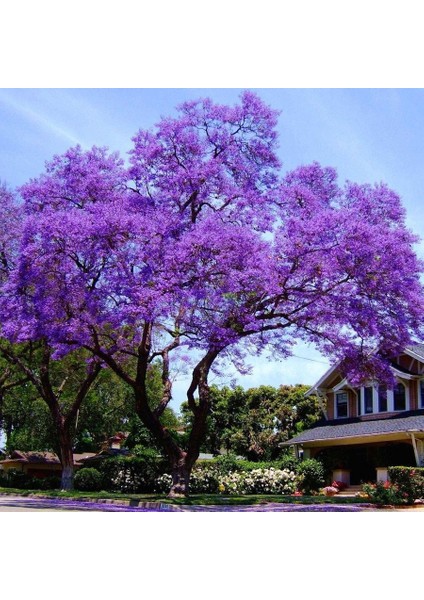 Dünya'nın En Hızlı Büyüyen Ağacı Paulownia Fidanı
