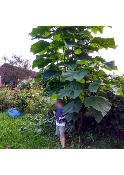 Dünya'nın En Hızlı Büyüyen Ağacı Paulownia Fidanı fiyatları