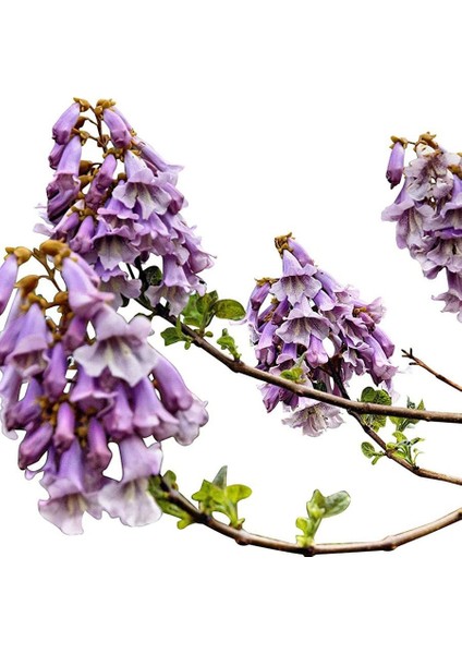 Dünya'nın En Hızlı Büyüyen Ağacı Paulownia Fidanı modelleri