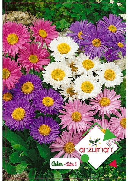 Karışık Renkli Aster Çiçeği Tohumu-50 Adet