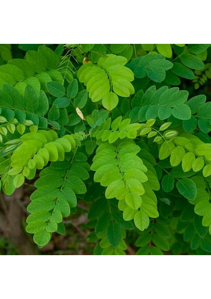 Yalancı Akasya Ağacı Tohumu-(50 Adet)