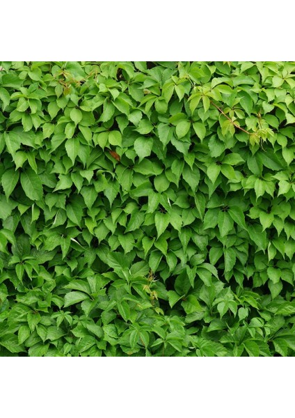 Tüplü Hızlı Kaplayan Amerikan Sarmaşığı FIDANI-(60-100 Cm) fiyatları