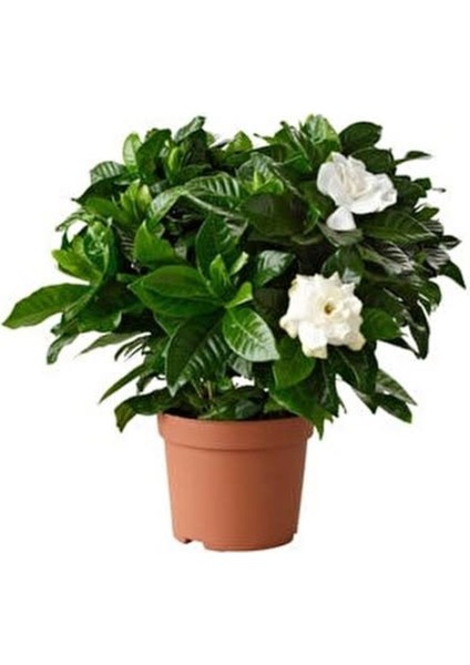 Vip Gardenya Bitkisi Mukemmel Form 25-40 cm