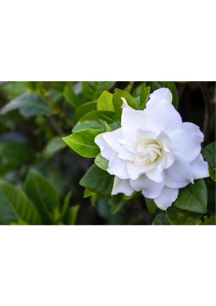 Vip Gardenya Bitkisi Mukemmel Form 25-40 cm modelleri