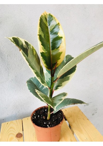 Ficus Elastica Tineke Alacalı Kauçuk Bitkisi-Kauçuk Variegata 30CM