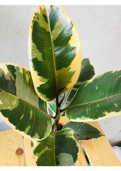 Ficus Elastica Tineke Alacalı Kauçuk Bitkisi-Kauçuk Variegata 30CM fiyatları