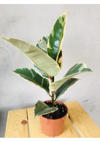 Ficus Elastica Tineke Alacalı Kauçuk Bitkisi-Kauçuk Variegata 30CM modelleri