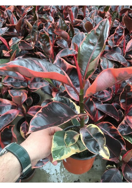 Ficus Elastica Tineke Alacalı Kauçuk Bitkisi-Kauçuk Variegata 30CM fırsatları