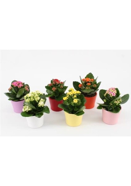 Saksıda Canlı Kalonşo Çiçeği Kalanchoe Blossfeldiana
