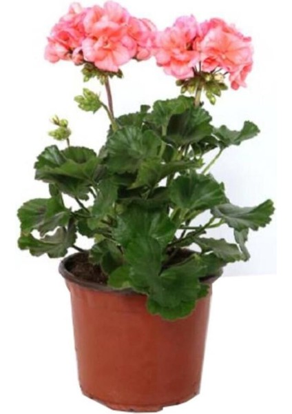 Canlı Saksılı Sardunya Çiçeği Fidanı Pembe 10-20 cm