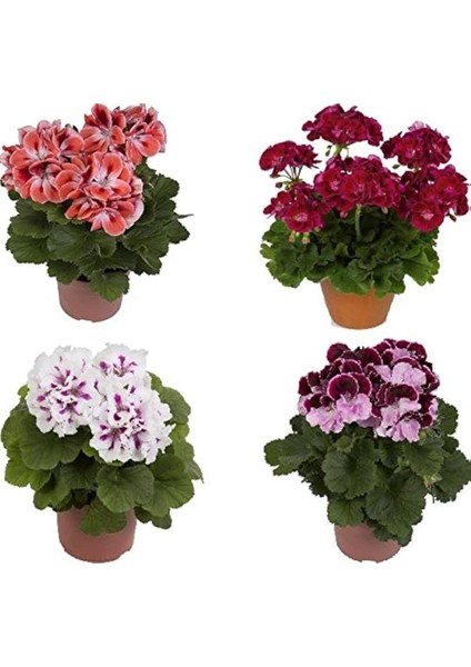 Canlı Saksılı Sardunya Çiçeği Fidanı Pembe 10-20 cm fiyatları