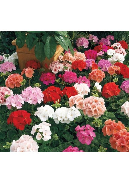 Canlı Saksılı Sardunya Çiçeği Fidanı Pembe 10-20 cm modelleri