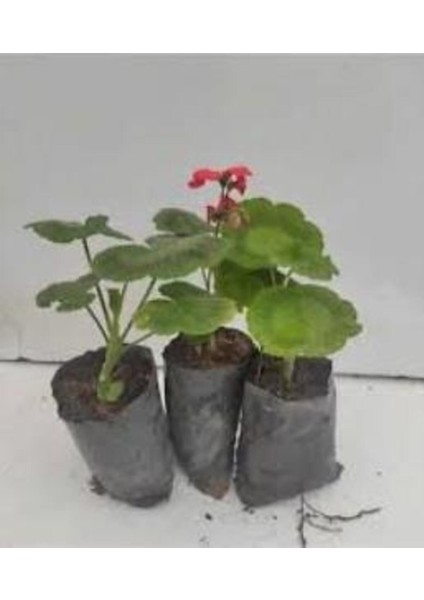 Canlı Saksılı Sardunya Çiçeği Fidanı Pembe 10-20 cm fırsatları