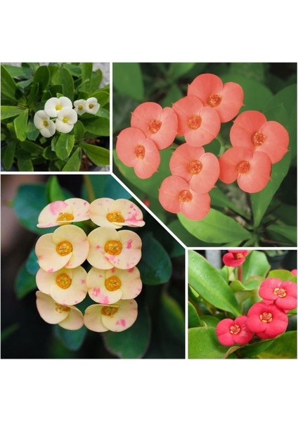 4 Adet Dikenler Tacı Sarı-Kırmızı-Pembe-Beyaz Doğa Flora