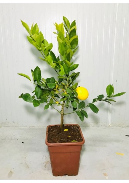 Saksılı Bodur Limon Fidanı (Meyveli) 2 Yaş Limon Ağacı Fidanı Yediveren Mayer Limon Fidesi fiyatları