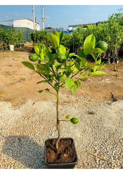 Saksılı Bodur Limon Fidanı (Meyveli) 2 Yaş Limon Ağacı Fidanı Yediveren Mayer Limon Fidesi modelleri
