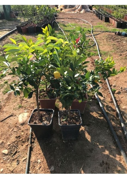 Saksılı Bodur Limon Fidanı (Meyveli) 2 Yaş Limon Ağacı Fidanı Yediveren Mayer Limon Fidesi fırsatları