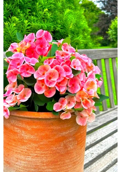 Iç Mekan Özel Renk Uzun Ömürlü Dayanıklı Pink Taç Çiçeği /mini Boy 15CM