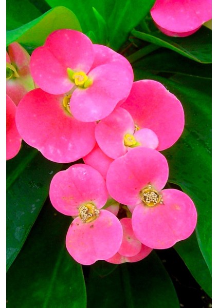 Iç Mekan Özel Renk Uzun Ömürlü Dayanıklı Pink Taç Çiçeği /mini Boy 15CM fiyatları