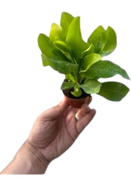 Iç Mekan Özel Renk Uzun Ömürlü Dayanıklı Pink Taç Çiçeği /mini Boy 15CM modelleri