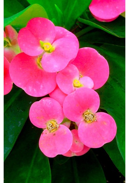 Iç Mekan Özel Renk Uzun Ömürlü Dayanıklı Pink Taç Çiçeği /mini Boy 15CM fırsatları