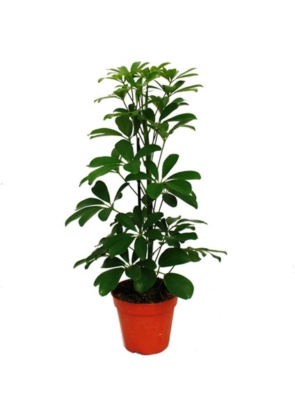 Şeflera Çiçeği Tek Dal 'ev Ofis Salon Bitkisi' fiyatları