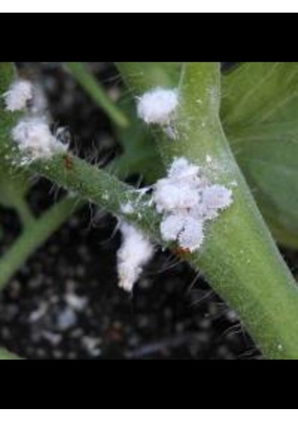Çiçek ve Bitkiler Için Unlu Pamuk Biti Ilacı 1 Litre fırsatları